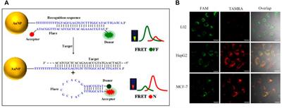 DNA-enabled fluorescent-based nanosensors monitoring tumor-related RNA toward advanced cancer diagnosis: A review